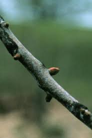 Attēlu rezultāti vaicājumam “Phellodendron amurense bud”