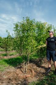 Attēlu rezultāti vaicājumam “Malus sylvestris”