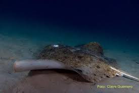 Image result for Gymnura altavela