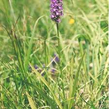 Attēlu rezultāti vaicājumam “Gymnadenia conopsea bud”