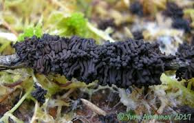 Attēlu rezultāti vaicājumam “Symphytocarpus trechisporus macro”