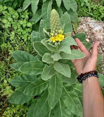 Attēlu rezultāti vaicājumam “Verbascum densiflorum leaf”