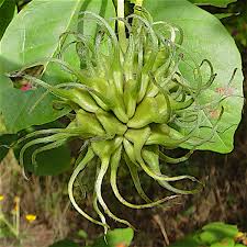 Attēlu rezultāti vaicājumam “Clematis fruit”