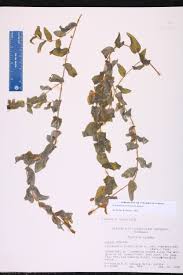 Attēlu rezultāti vaicājumam “Potamogeton perfoliatus flower”