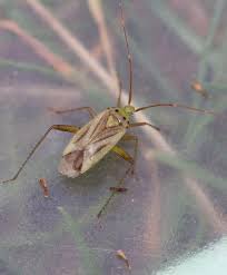 Attēlu rezultāti vaicājumam “Adelphocoris quadripunctatus imago”