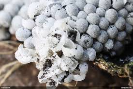 Attēlu rezultāti vaicājumam “Badhamia capsulifera macro”