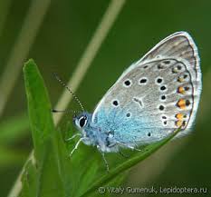 Attēlu rezultāti vaicājumam “Agrodiaetus amandus”