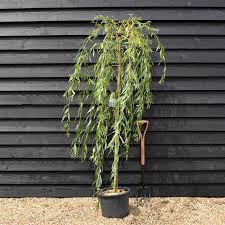 Attēlu rezultāti vaicājumam “Salix x sepulcralis”