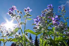 Attēlu rezultāti vaicājumam “Borago officinalis flower”