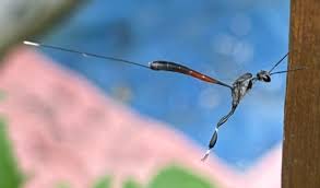 Attēlu rezultāti vaicājumam “Gasteruption jaculator”