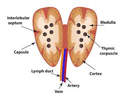 Image result for Thymus