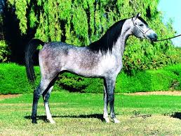 Arabian horse Sale at Mountain Ridge Ranch! Images?q=tbn:ANd9GcSIlj0ijz6hcFP3gntDk3_iasOk5UWZ8bVKq86s1gUvocN2xFyL