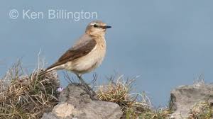 Image result for Oenanthe oenanthe