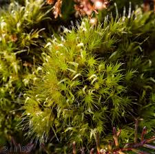 Attēlu rezultāti vaicājumam “Campylopus introflexus”