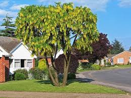 Attēlu rezultāti vaicājumam “Laburnum”