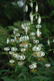 Image result for Lilium martagon Alba