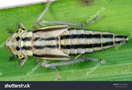 Attēlu rezultāti vaicājumam “Cicadella viridis female”