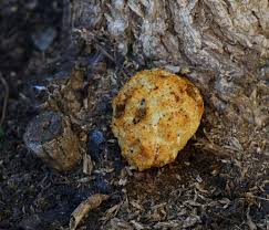 Attēlu rezultāti vaicājumam “Enteridium variabile spores”