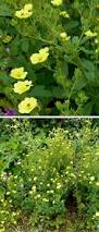 Image result for Potentilla recta
