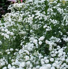 Image result for Achillea Ptarmica