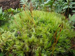 Attēlu rezultāti vaicājumam “| Dicranum”