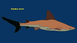 Image result for Carcharhinus plumbeus