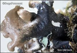 Attēlu rezultāti vaicājumam “Cetrelia sp.”