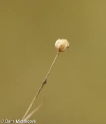 Attēlu rezultāti vaicājumam “Linum catharticum fruit”