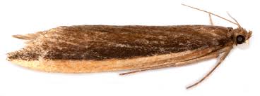 Attēlu rezultāti vaicājumam “Donacaula mucronella”