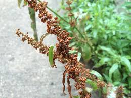 Attēlu rezultāti vaicājumam “Rumex crispus fruit”
