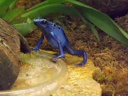 Image result for blauer baumsteiger