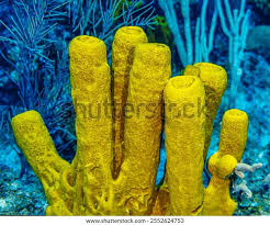 Attēlu rezultāti vaicājumam “Tubifera applanata sessile”