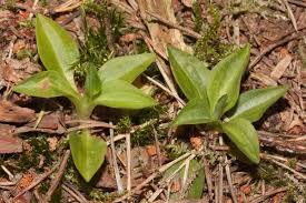 Attēlu rezultāti vaicājumam “Goodyera repens”