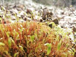Attēlu rezultāti vaicājumam “Ceratodon purpureus sporophyte”