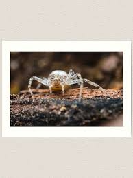 Attēlu rezultāti vaicājumam “Thomisidae”