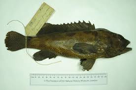 Image result for Epinephelus tukula