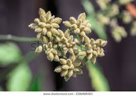 Attēlu rezultāti vaicājumam “Torilis japonica fruit”