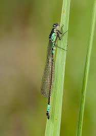 Attēlu rezultāti vaicājumam “Coenagrion armatum male”