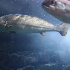 Image result for Argyrosomus regius