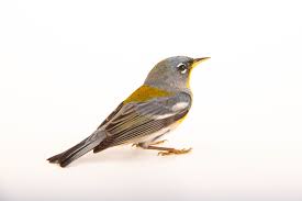 Image result for Parula americana