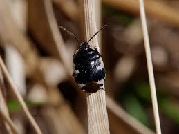 Attēlu rezultāti vaicājumam “Tritomegas bicolor imago”