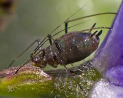 Attēlu rezultāti vaicājumam “Aphodius sp. imago”