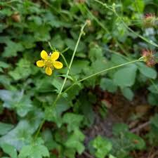Image result for Geum urbanum