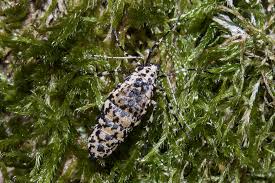 Attēlu rezultāti vaicājumam “Erannis defoliaria imago”