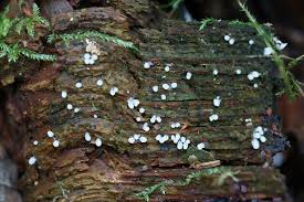 Attēlu rezultāti vaicājumam “Cribraria cancellata var. fusca stalked”