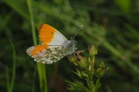 Attēlu rezultāti vaicājumam “Anthocharis cardamines”