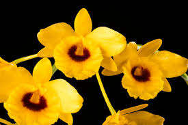 Attēlu rezultāti vaicājumam “Chrysotoxum sp.”