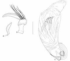 Attēlu rezultāti vaicājumam “Dicyphus sp.”