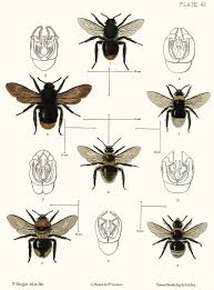 Attēlu rezultāti vaicājumam “Psithyrus sylvestris”