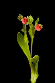 Attēlu rezultāti vaicājumam “Cynoglossum officinale flower”